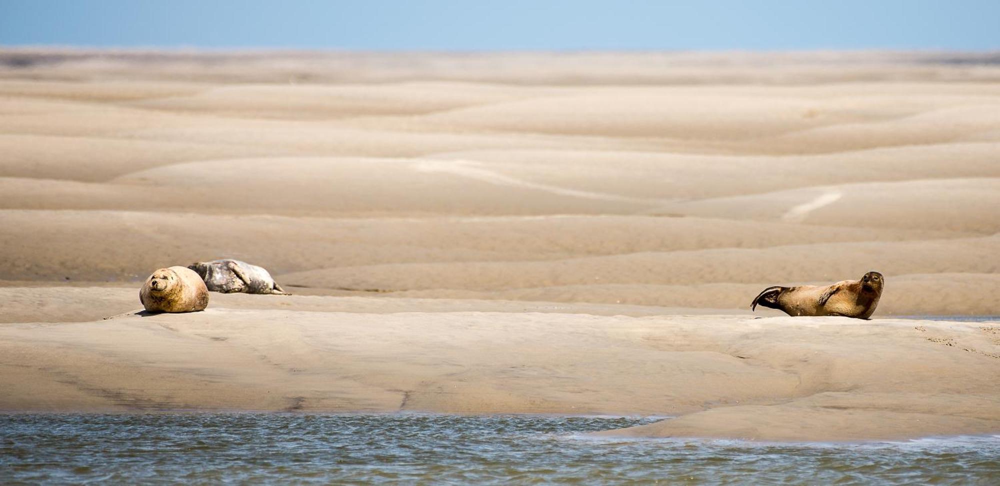 Odyssee Gite Sur Peniche Saint-Valéry-sur-Somme Luaran gambar